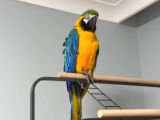 Full Evci̇l Eği̇ti̇mli̇ Ara Macaw Papağanimiz