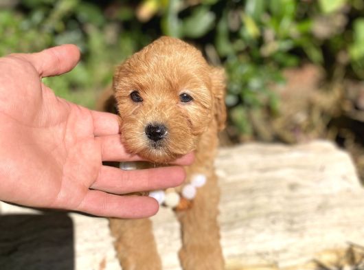 En Güzel Maltipoo Yavrularımız