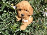 En Güzel Maltipoo Yavrularımız