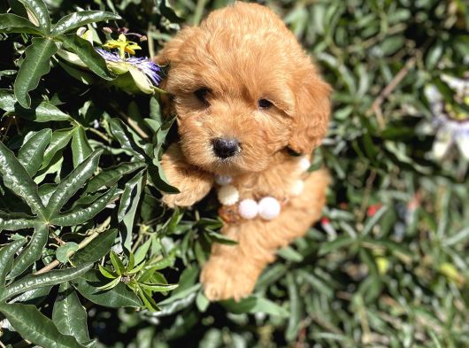 En Güzel Maltipoo Yavrularımız görsel