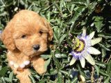 En Güzel Maltipoo Yavrularımız