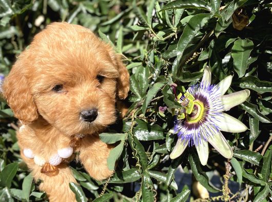 En Güzel Maltipoo Yavrularımız görsel