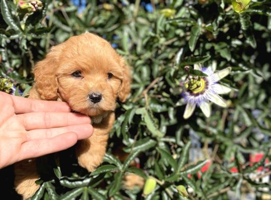 En Güzel Maltipoo Yavrularımız görsel