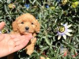 En Güzel Maltipoo Yavrularımız