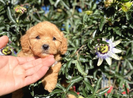 En Güzel Maltipoo Yavrularımız görsel