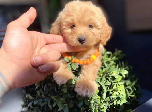Orijinal Maltipoo Yavrumuz Sizleri Bekliyor