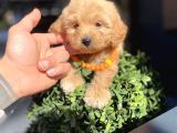 Orijinal Maltipoo Yavrumuz Sizleri Bekliyor