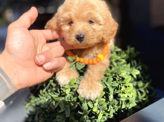 Orijinal Maltipoo Yavrumuz Sizleri Bekliyor görsel