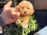 Orijinal Maltipoo Yavrumuz Sizleri Bekliyor