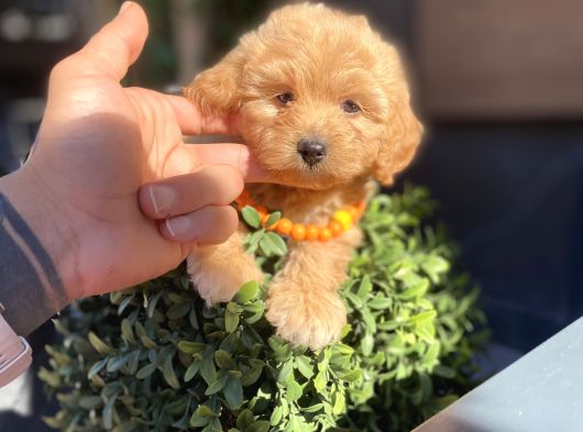 Orijinal Maltipoo Yavrumuz Sizleri Bekliyor görsel