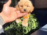 Orijinal Maltipoo Yavrumuz Sizleri Bekliyor