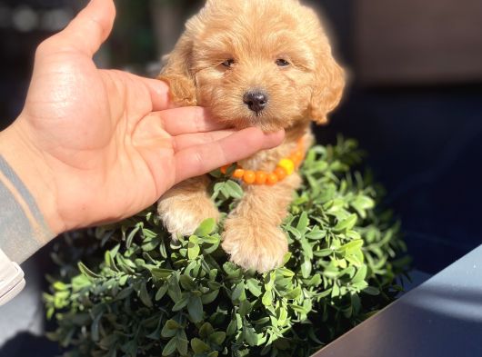 Orijinal Maltipoo Yavrumuz Sizleri Bekliyor görsel