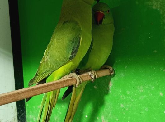 Kapalı Bilezik Pakistan Papağanları görsel