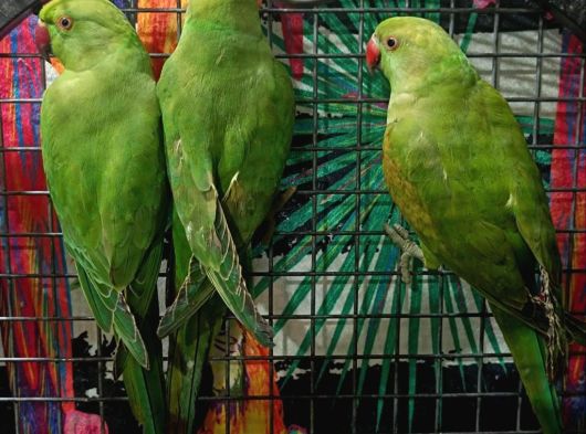 Kapalı Bilezik Pakistan Papağanları görsel