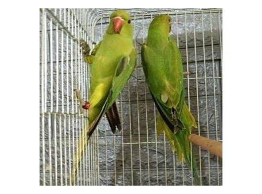 Kapalı Bilezik Pakistan Papağanları görsel