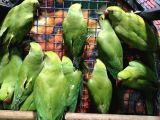 Kapalı Bilezik Pakistan Papağanları
