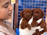 Kore toy Poodl yavrularımız ruhsatlı çiftliği mızden