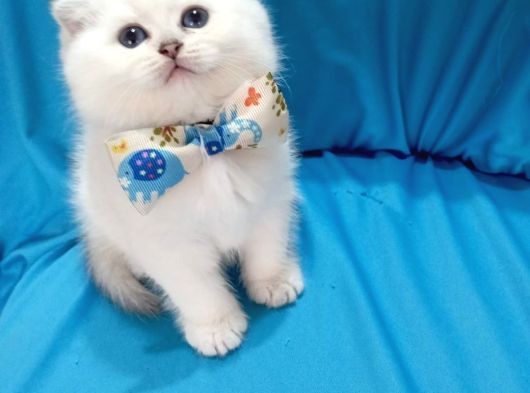 Sevimli Erkek Yavrumuz Yeni Yuvasını Arıyor  Uyguna görsel
