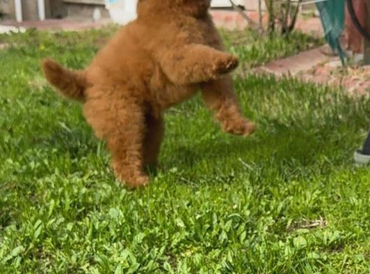 Toy Poodle Bebekler görsel