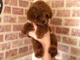 Toy Poodle Bebekler