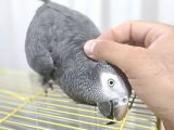 Full Evcil Konuşan Taklitci Jako Papağan