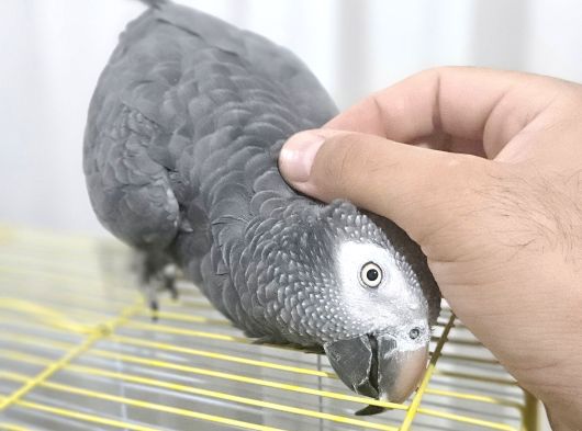 Full Evcil Konuşan Taklitci Jako Papağan