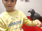 Full Evcil Konuşan Taklitci Jako Papağan