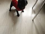 Pug Mops Yavru
