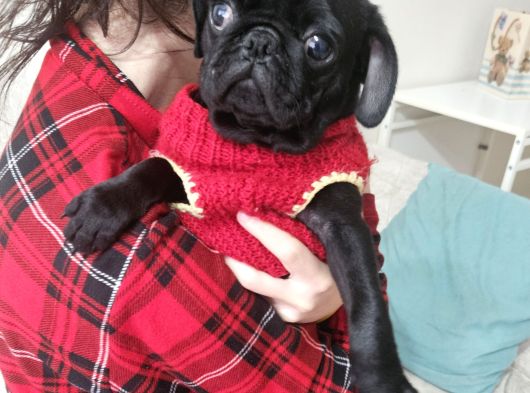 Pug Mops Yavru