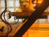 Ev Doğumu Maltipoo Yavrularım