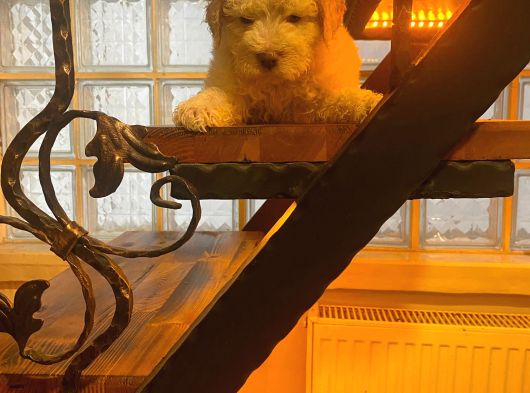Ev Doğumu Maltipoo Yavrularım görsel