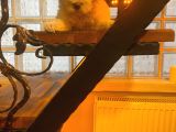 Ev Doğumu Maltipoo Yavrularım