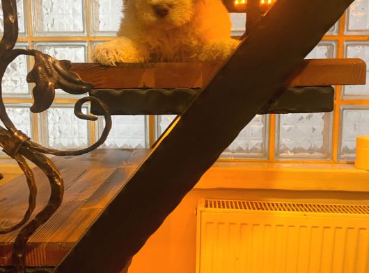 Ev Doğumu Maltipoo Yavrularım görsel