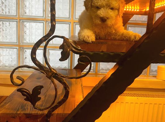 Ev Doğumu Maltipoo Yavrularım