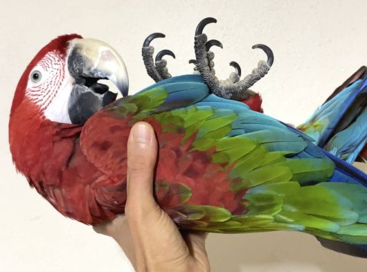 Kırmızı Ara Macaw