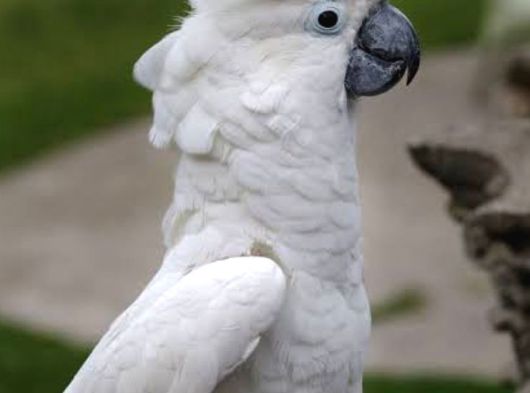 Bebek Umbrella Kakadu görsel