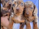Premium Kalitede Her Renkte Dachshund Yavrular
