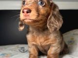 Uzun Tüylü Minik Dost Safkan Longhair Dachshund Yavru