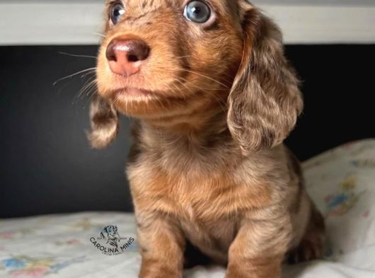 Uzun Tüylü Minik Dost Safkan Longhair Dachshund Yavru görsel
