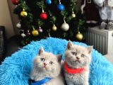 Safkan brititsh shorthair lilac rengi yavrular