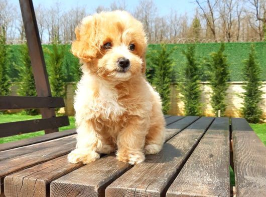 Tea Cup Maltipoo Yavruları görsel