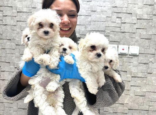 Korea Teacup Ped Tualet Eğitimli  Maltese Yavrularımız