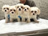 Korea Teacup Ped Tualet Eğitimli  Maltese Yavrularımız
