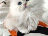 A Kalite Yavrular