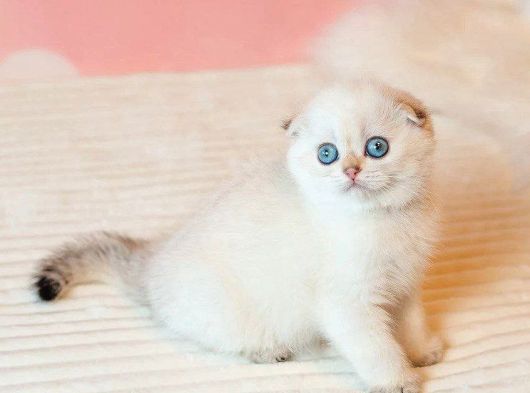 Masum Bebeğim Silver Scottish Fold görsel
