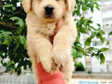 Golden Retriever Yavrularımız
