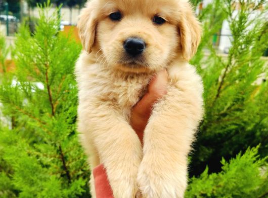 Golden Retriever Yavrularımız görsel