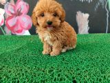 Tatlılıyla sizi mest edecek maltipoo yavrum