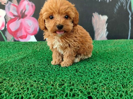 Tatlılıyla Sizi Mest Edecek Maltipoo Yavrum