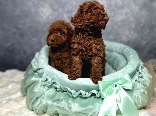 Irkının En Güzeli Toy Poodle Yavrular
